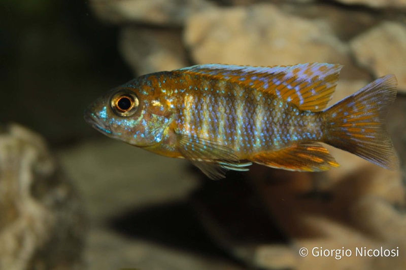 Aulonocara jacobfreibergi 'Cape Maclear'